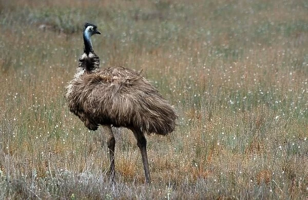 EMU. An Emu in The Flinders Ranges in outback Australia