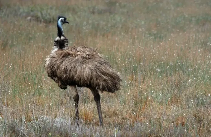Framed Print : EMU. An Emu in The Flinders Ranges in outback Australia Framed Print : EMU. An Emu in The Flinders Ranges in outback Australia
