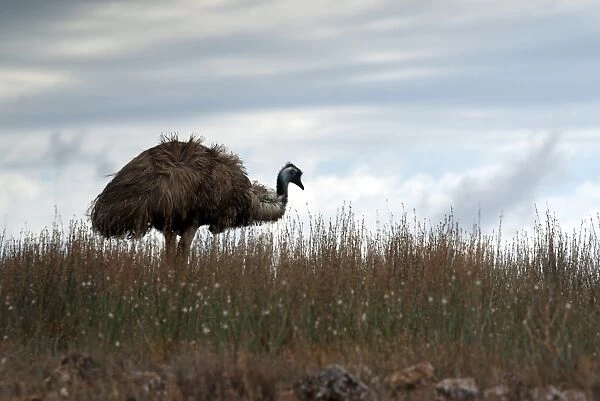 EMU. An Emu in The Flinders Ranges in outback Australia