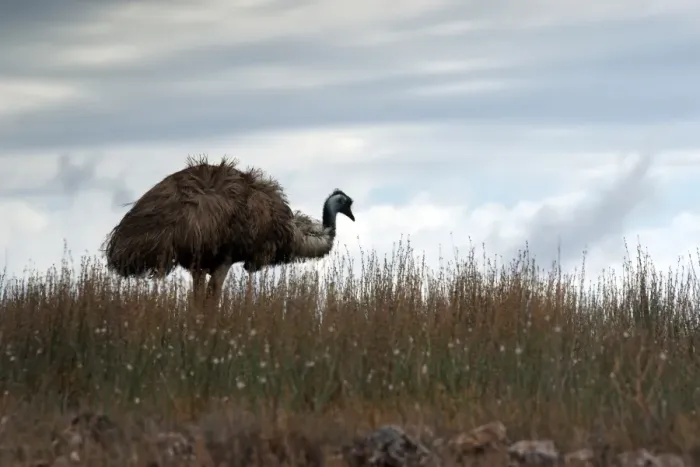 Framed Print : EMU. An Emu in The Flinders Ranges in outback Australia
