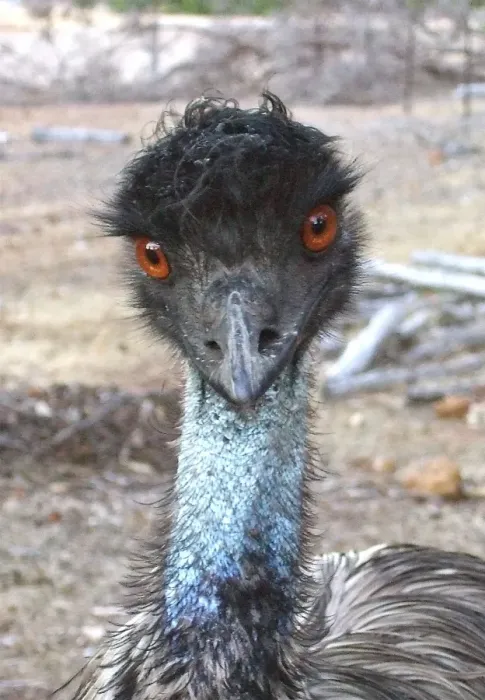 Framed Print : Emu Intensity Framed Print : Emu Intensity