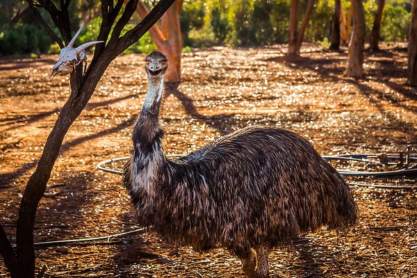 Emu in Kalgoorlie