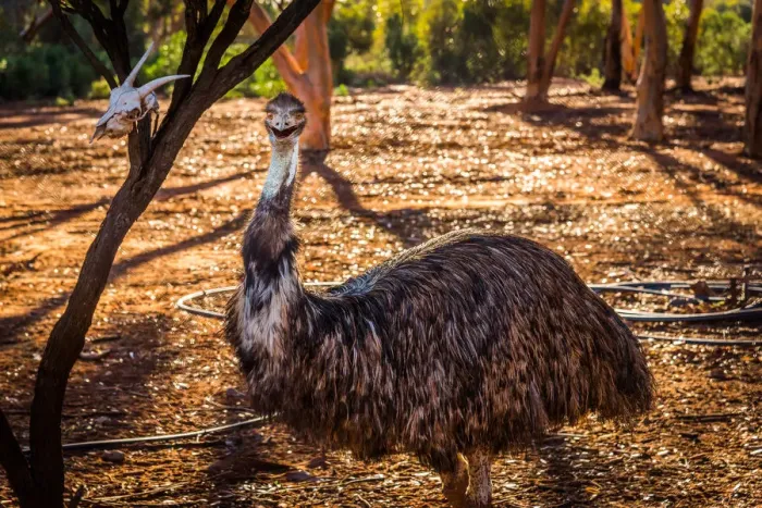 Framed Print : Emu in Kalgoorlie