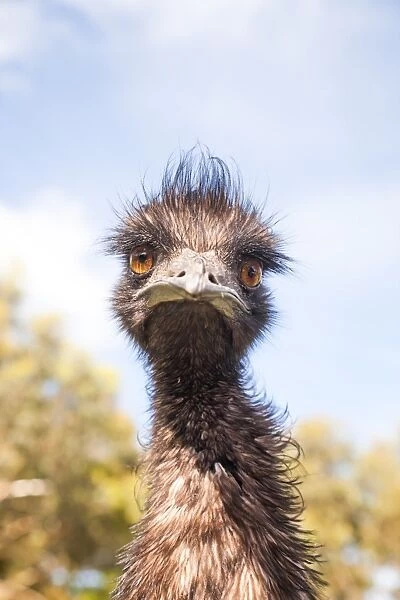Emu looking at camera, close up, Australia