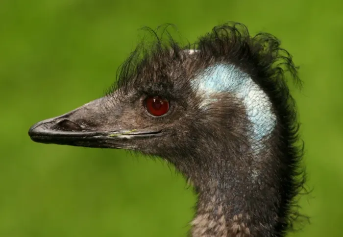 Framed Print : Emu portrait