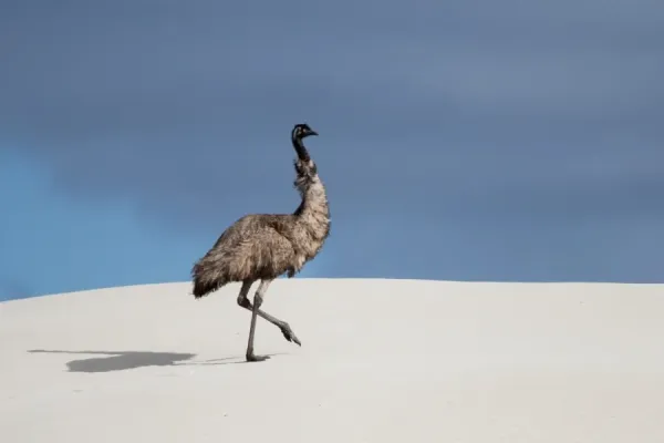 Australian Views Print: Emu in a Sand Dune, Eyre Art