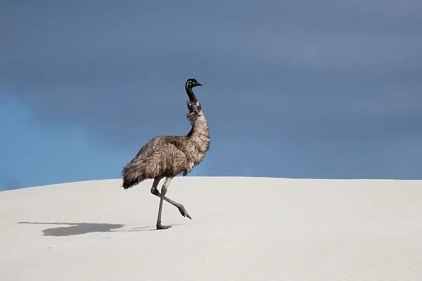 Emu in a sand dune. Eyre Peninsula. Australia