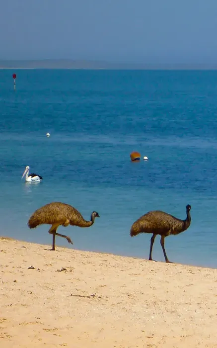 Framed Print : Emus on the beach at Monkey Mia Western Australia Framed Print : Emus on the beach at Monkey Mia Western Australia