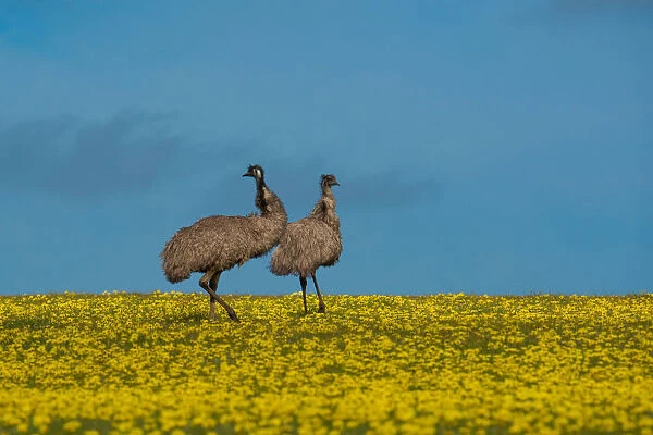 Emus in Canola Field