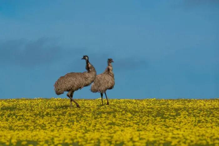 Framed Print : Emus in Canola Field Framed Print : Emus in Canola Field