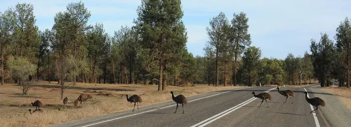 Framed Print : Emus crossing the road