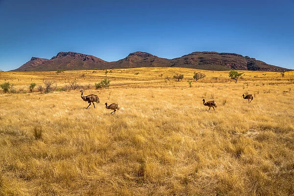 Emus in front of Wilpena Pound at Flinders Ranges, South Australia