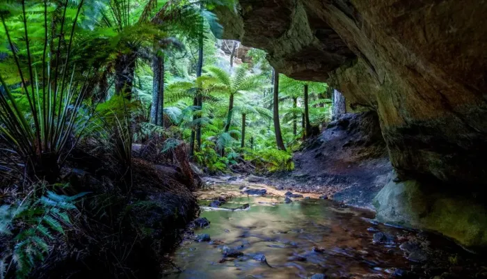 Framed Print : Ferns. This is out the end of the glow worm tunnel. Framed Print : Ferns. This is out the end of the glow worm tunnel.
