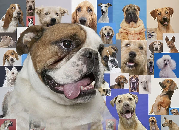 English bulldog and montage of various dogs