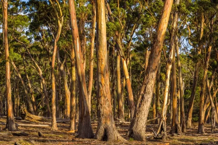 Framed Print : Eucalypt Forest at Maria island, Tasmania