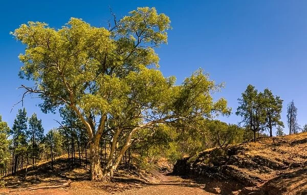 Eucalypt tree in Flinders Ranges, South Ausralia
