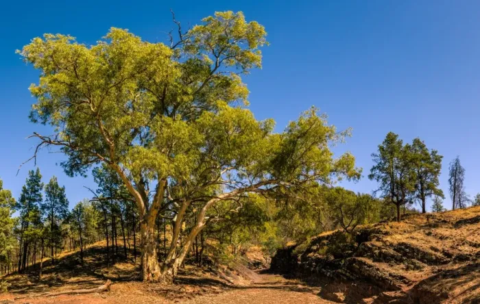 Framed Print : Eucalypt tree in Flinders Ranges, South Ausralia