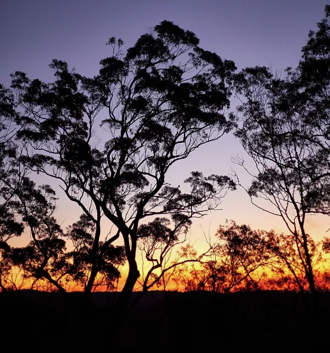 Framed Print : Eucalypt trees sunset Framed Print : Eucalypt trees sunset