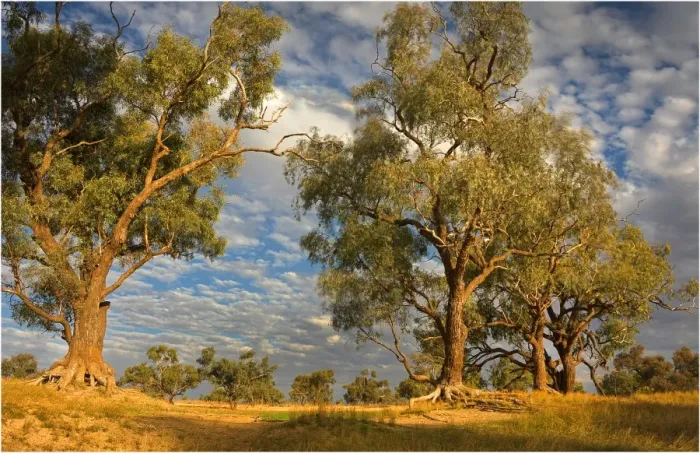 Framed Print : Eucalypts along the creek at Innamincka, South Australia