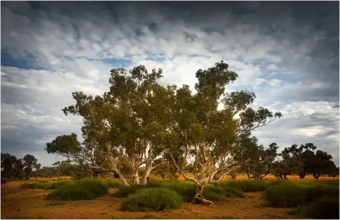 Framed Print : Eucalypts along the creek at Innamincka, South Australia