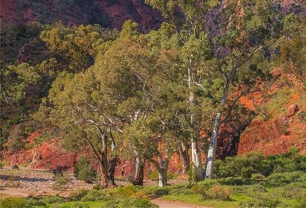 Eucalypts in the Parachilna gorge, southern Flinders Ranges South Australia
