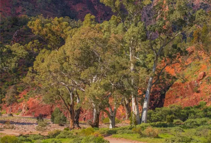 Framed Print : Eucalypts in the Parachilna gorge, southern Flinders Ranges South Australia Framed Print : Eucalypts in the Parachilna gorge, southern Flinders Ranges South Australia