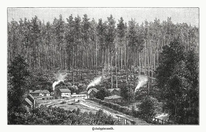 Framed Print : Eucalyptus forest in Australia, wood engraving, published in 1899