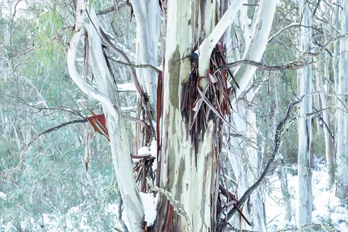 Framed Print : Eucalyptus Gum trees on a misty morning in the snow