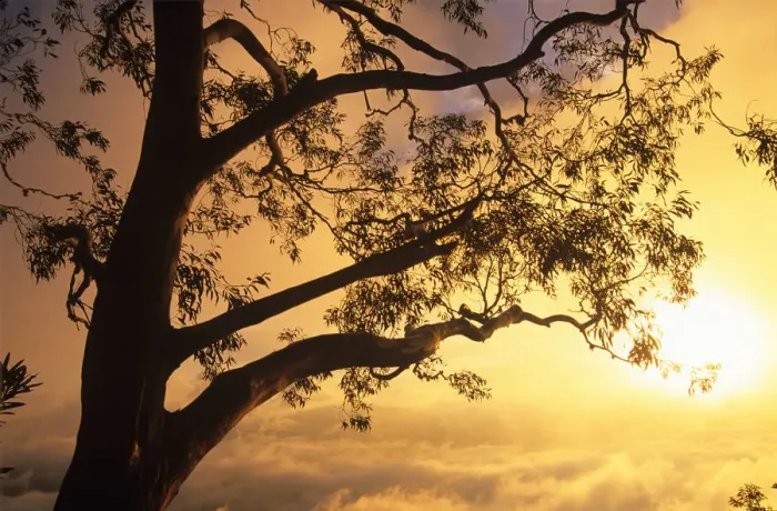 Framed Print : Eucalyptus tree and morning mist illuminated at sunrise Framed Print : Eucalyptus tree and morning mist illuminated at sunrise
