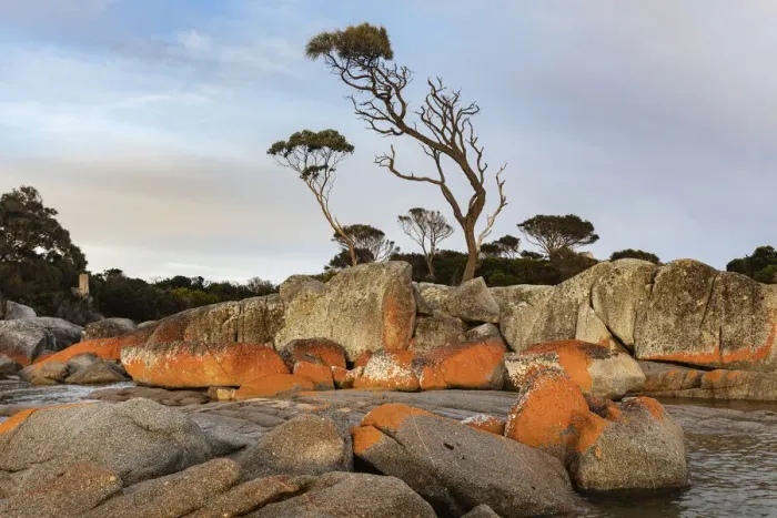 Framed Print : Eucalyptus Trees on a Granite Headland