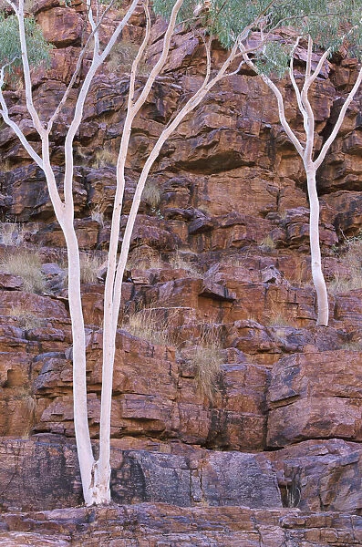 Eucalyptus, Trephina Gorge, East Macdonnell Range, Northern Territory, Australia