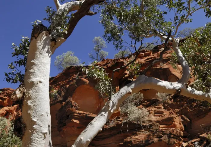 Framed Print : Eucalyptus with white bark against red rock formations in Kings Canyon