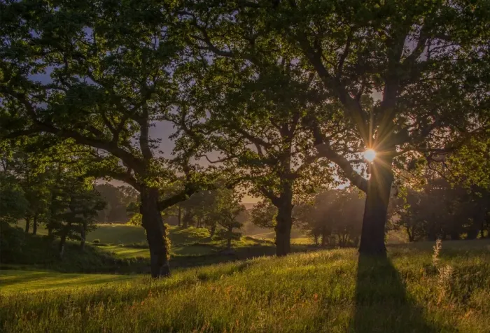 Framed Print : Evening Light at Creech forest