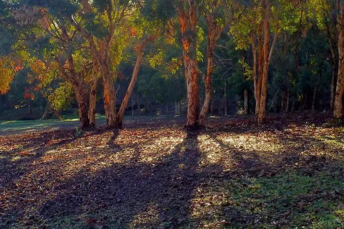 Framed Print : Evening Shadows