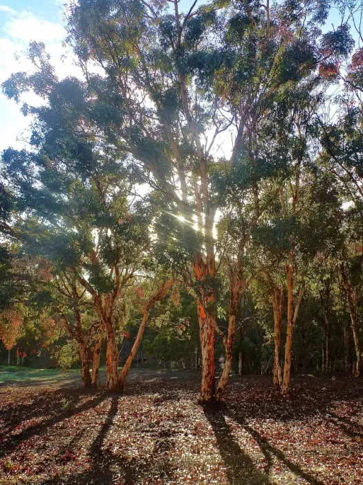 Framed Print : Evening Shadows through the Gumtrees