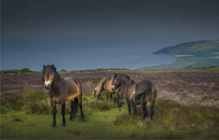 Framed Print : Exmoor ponies