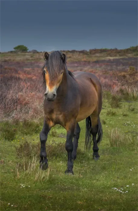 Framed Print : Exmoor pony