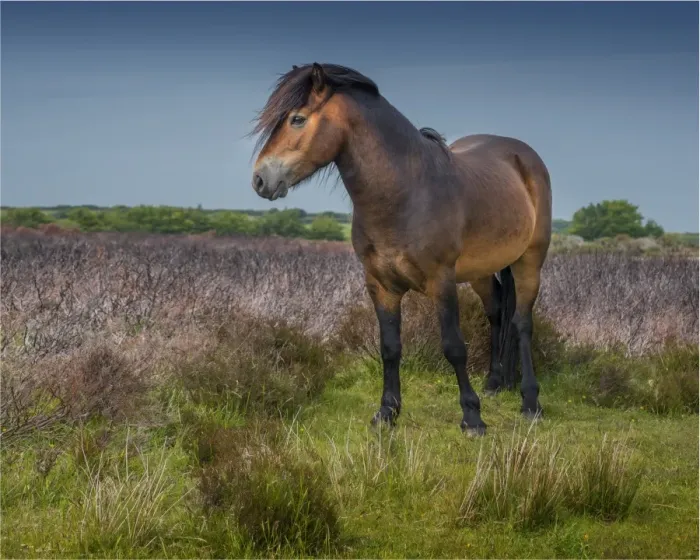 Framed Print : Exmoor pony
