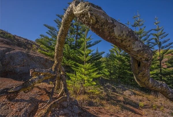 Exposed tree roots on Phillip Island