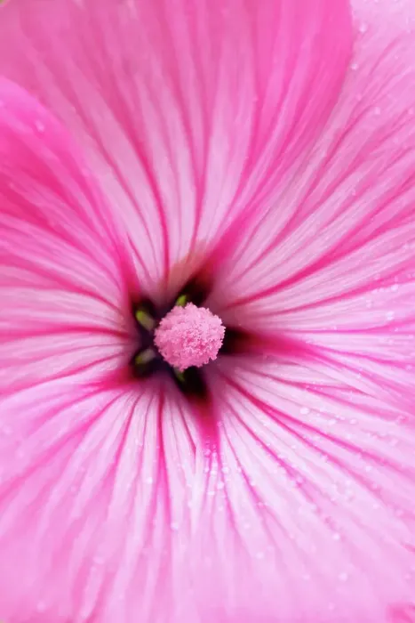 Framed Print : Extreme close up of a Rose Mallow Flower Framed Print : Extreme close up of a Rose Mallow Flower