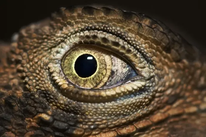 Framed Print : Eye of the Dragon