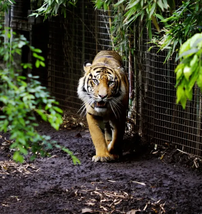 Framed Print : Eye of the tiger Framed Print : Eye of the tiger