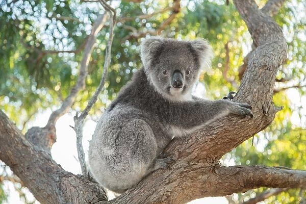 Eyre Peninsula, South Australia, Australian, Australia, Mikkira, gum, tree, koala