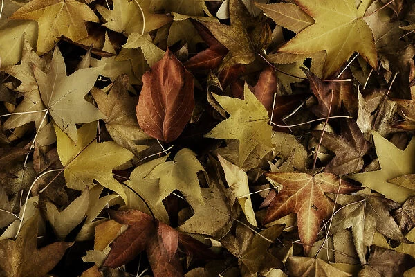 fall leaf colour