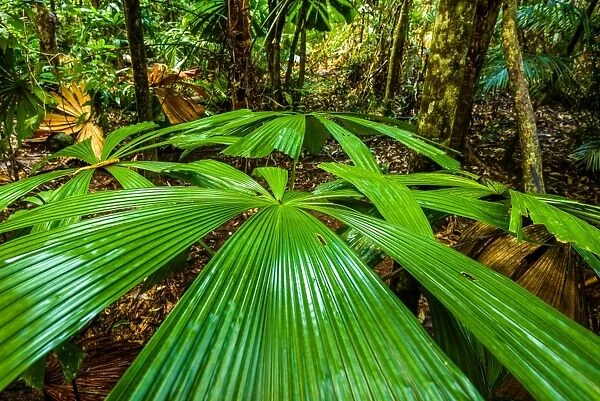 Fan Palm. Licuala Ramsayi tree or Fan Palm in the Daintree rainforest, Queensland