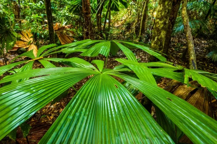 Framed Print : Fan Palm. Licuala Ramsayi tree or Fan Palm in the Daintree rainforest, Queensland Framed Print : Fan Palm. Licuala Ramsayi tree or Fan Palm in the Daintree rainforest, Queensland