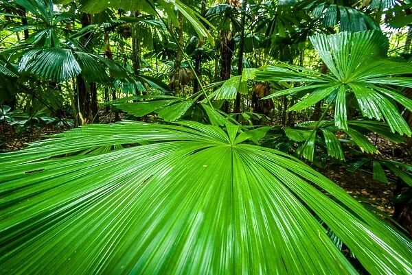 Fan Palm at Daintree rainforest