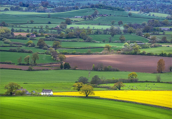 Farmland and agriculture near Hambleton Hill, Dorset, England, United Kingdom