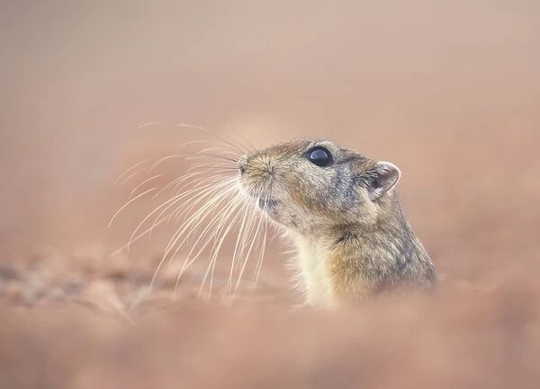 Fat Sand Rat (Psammomys obesus) emerging from burrow in coastal Morocco
