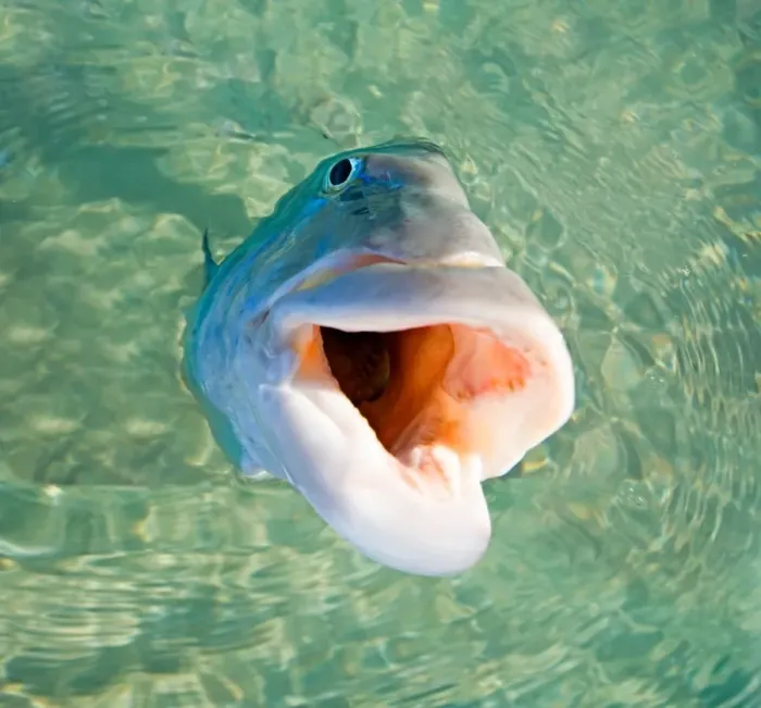 Framed Print : Fearless Fish